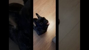 Французский бульдог Луиза. Ремонт Бычка. Луиза недовольна.