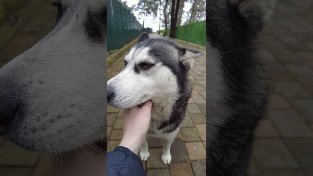 КРАСАВИЦА ХАСКИ С РАЗНЫМИ ГЛАЗАМИ short #shorts смотреть онлайн