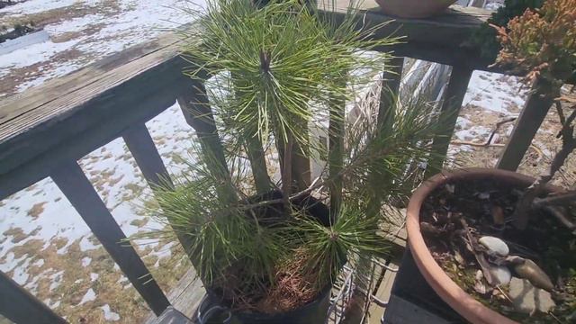 Bonsai Deck Setup For Spring - Part One - March 2023 смотреть онлайн