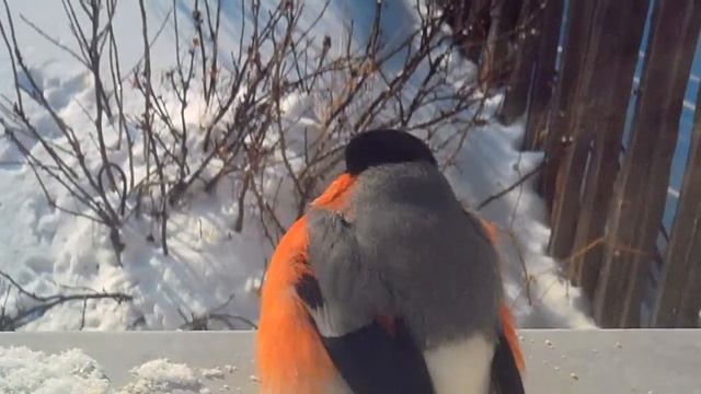 Снегирь-Денис