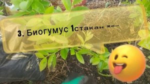 Чем подкормить голубику для хорошего роста? Удобрения для голубики в мае-июне