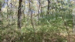 ? ГРИБЫ в ЛЕСУ  Горячего Ключа????♀️? 18.09.2023г. Краснодарский Край.