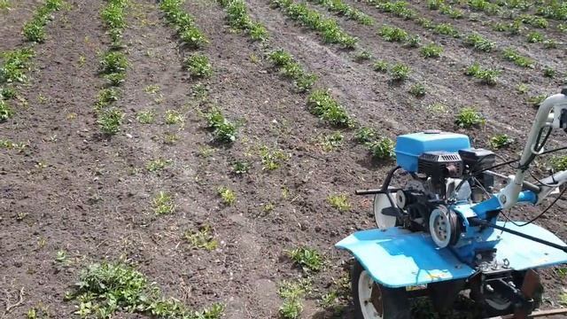 Как быстро прополоть картофель (механизация огорода) смотреть онлайн