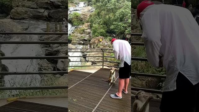 Незабываемые Туры на Шри Ланку#2024 #travel #путешествия #отдых #тур #туризм смотреть онлайн