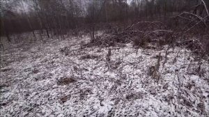 Эстонская гончая в 5 месяцев утёрла нос старшим!!!!