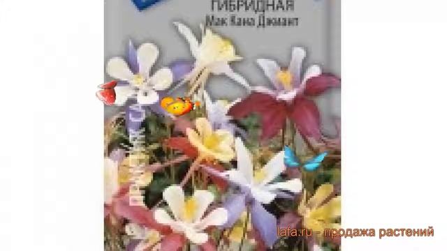 Аквилегия гибридная Мак Кана Джиант ? обзор: как сажать, семена аквилегии Мак Кана Джиант смотреть онлайн