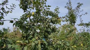 Груша Любимица Клаппа. Американская селекция. Сравниваю с грушей Видная(Бугристая).