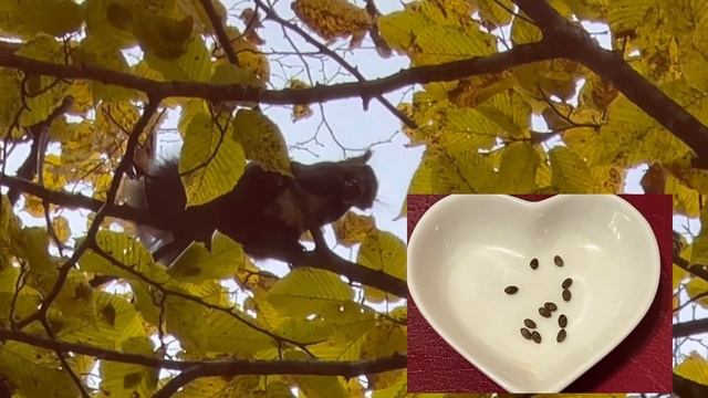 К белке на обед. Узнаем, какие на вкус плоды граба! ☺️Ботанический сад Владивостока. смотреть онлайн