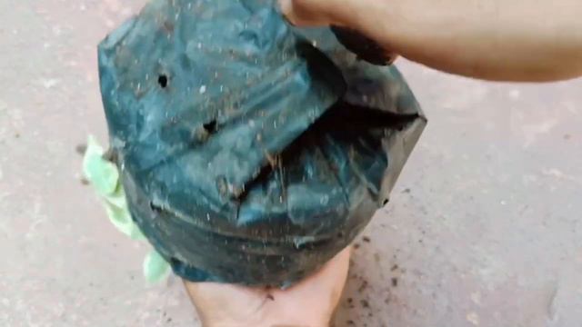 Effect of Aloe Vera Hormones Plants Will Magically Grow | Multiply Bonsai Butterfly Trees смотреть онлайн
