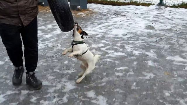 ДЖЕКИ (джек рассел терьер) смотреть онлайн