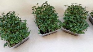 #экочервь Секреты выращивания микрозелени. На чем выращивать микрозелень. Субстраты для микрозелени