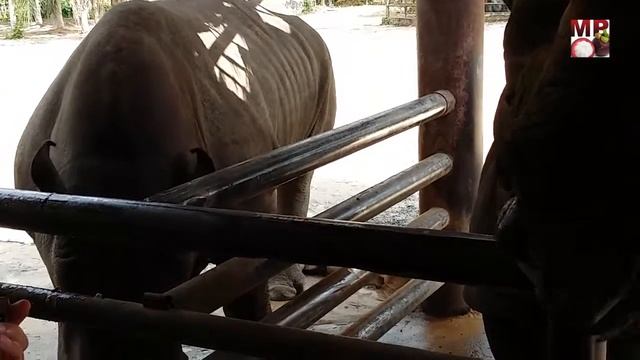 Как покормить носорога? / How To Feed A Rhinoceros?