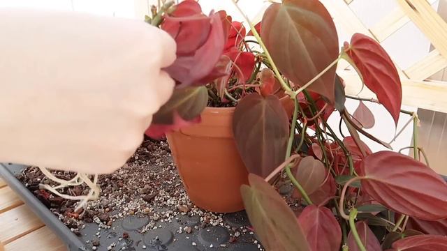 Winter Repot & Refresh 🌿 Philodendron Micans смотреть онлайн