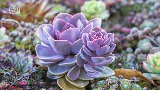 Как выбрать цветы для дома? ? Пошаговая инструкция ? Советы начинающим цветоводам смотреть онлайн