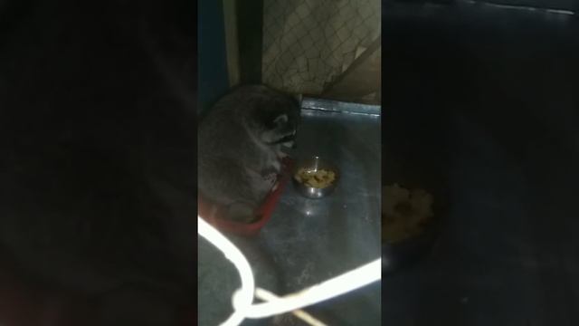 Купили Енота) смотреть онлайн