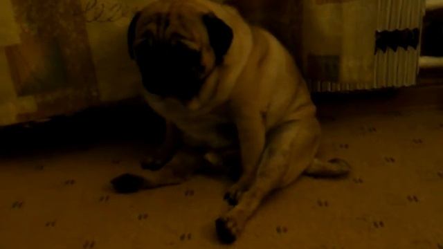 Мопс Федя смотрит кино и втыкает смотреть онлайн