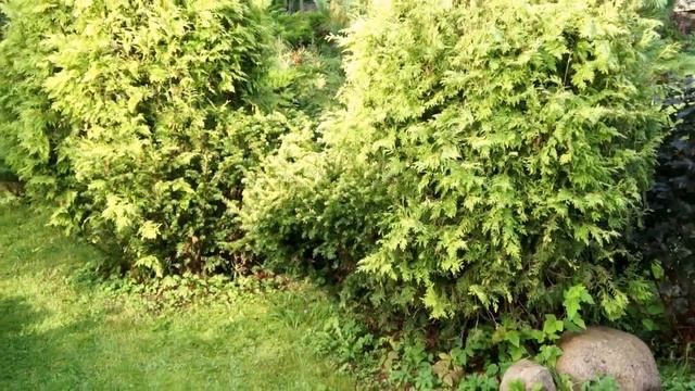 Сумах, вяз пробковый, кипарисовик Лавсона, орех Зибольда. Прогулки по нашему саду № 1 #садпочтой смотреть онлайн