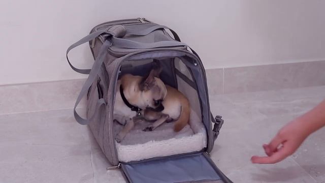 Как приучить СОБАКУ к ПЕРЕНОСКЕ за 3 ШАГА??// Kotopёs смотреть онлайн