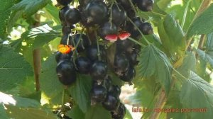 Смородина черная Память Вавилова ? обзор: как сажать, саженцы смородины Память Вавилова