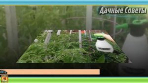 Забудьте о БЕЛОКРЫЛКЕ на своём участке. Методы борьбы от белокрылки на помидорах. Дачные совет