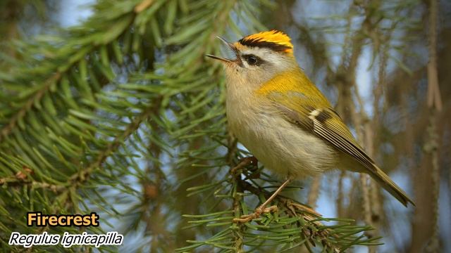 Firecrest (Regulus ignicapilla). Singing birds 4K Ultra HD. смотреть онлайн