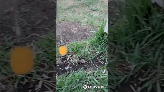 Рыбалка на крупный пелец ?карп,амур,сазан? смотреть онлайн