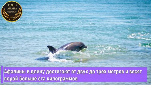 ДЕЛЬФИНЫ В АНАПЕ. МЕСТА ГДЕ ЧАЩЕ ВСЕГО В АНАПЕ МОЖНО УВИДЕТЬ ДЕЛЬФИНОВ смотреть онлайн