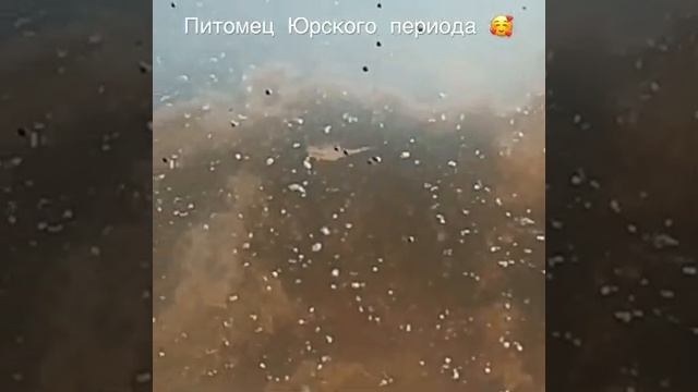 Цисты Артемий (питомец Юрского периода) смотреть онлайн