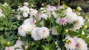 Георгин Эвелин