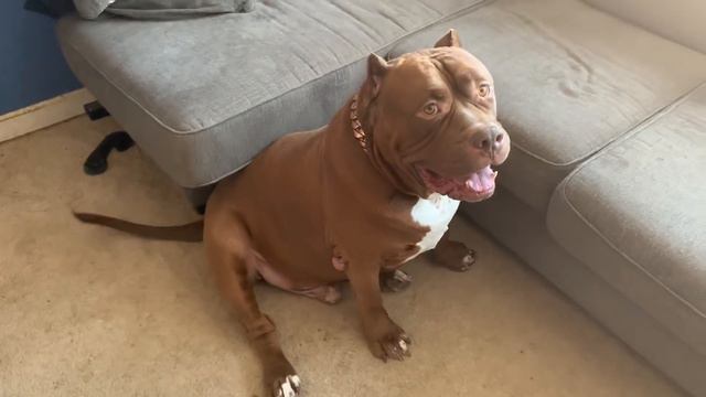 HULK & KOBE meet tiny lil baby Isabella 🥰 смотреть онлайн