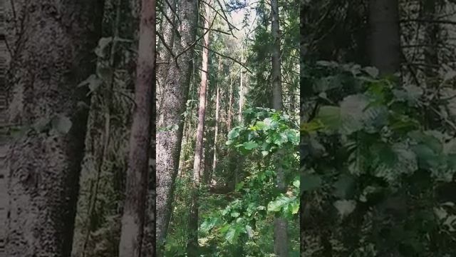 Поездка на озеро в день рождения Машули🎁 Новое место смотреть онлайн