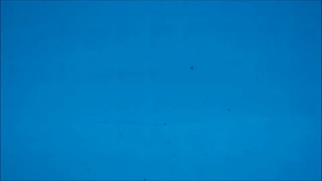 Зацветает вода в бассейне. смотреть онлайн