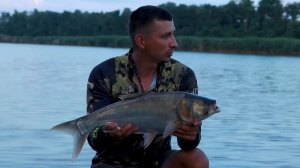 Самая простая и уловистая снасть на Толстолоба. Рыбалка 2022