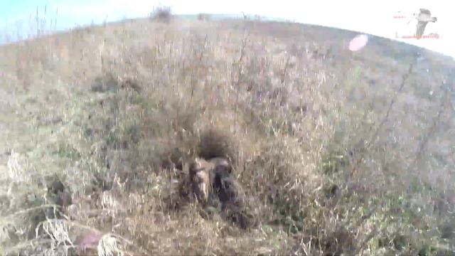 Охота с друзьями, Ростовская обл., с дратхаарами Умброй и Широй 21г. смотреть онлайн