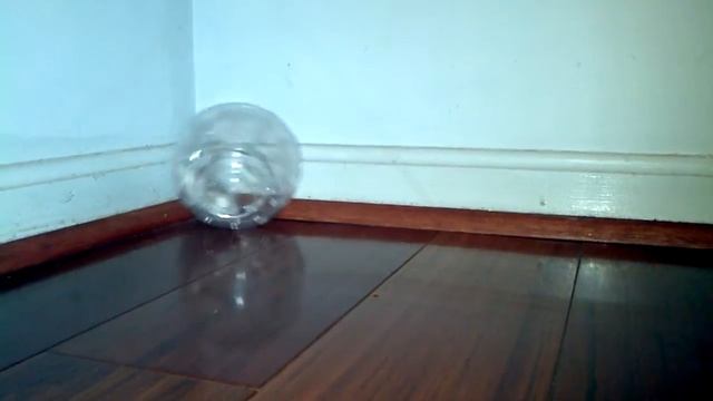 Frantic hamster in hamster ball / exercise ball смотреть онлайн