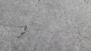 Рыбалка выходного дня на реке Ижора.