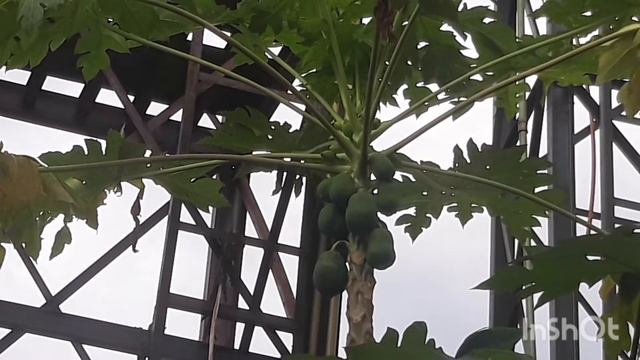 PAPAYA FRUITS DROP PROBLEM SOLVED| Falling of Fruits and Flowers In Papaya Or Pawpaw смотреть онлайн