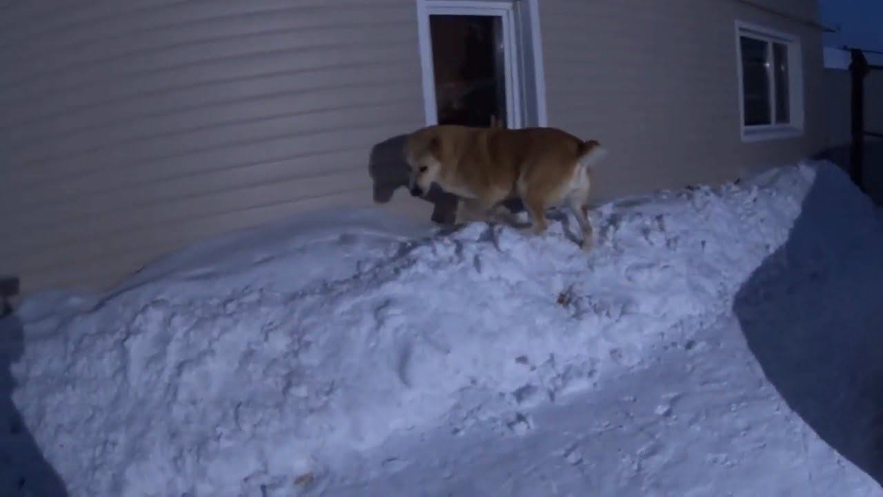 Всем привет Морозы не отпускают смотреть онлайн