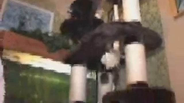 Сибирские кошки - 1 часть смотреть онлайн