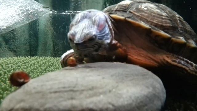 Красноухая черепаха. Прием пищи