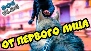 МОЙ ДЕНЬ ОТ ПЕРВОГО ЛИЦА (Хаски Бандит) Говорящая собака