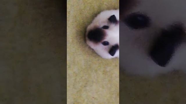 как я выгуливаю свинок смотреть онлайн