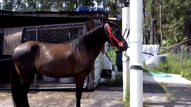 PASO FINO HORSE FOR SALE