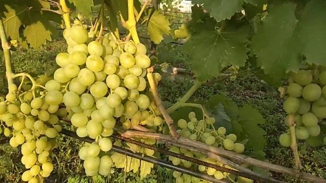 Виноград Талисман 2019 смотреть онлайн