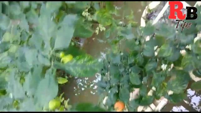 Benefits of Bhut jolokia/ghost chili peppers cultivation. смотреть онлайн