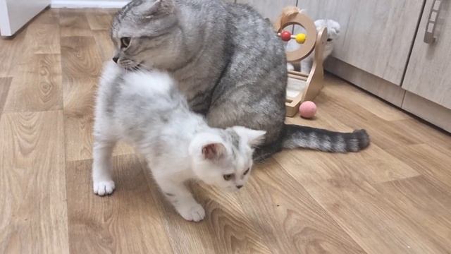 Папа кот ухаживает за своими уже подросшими котятами смотреть онлайн