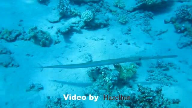 Рыба-флейта (Fistularia commersonii) смотреть онлайн