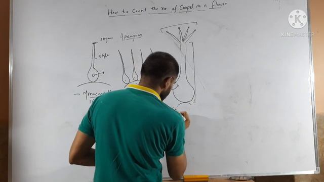 How to count number of Carpel in a flower смотреть онлайн