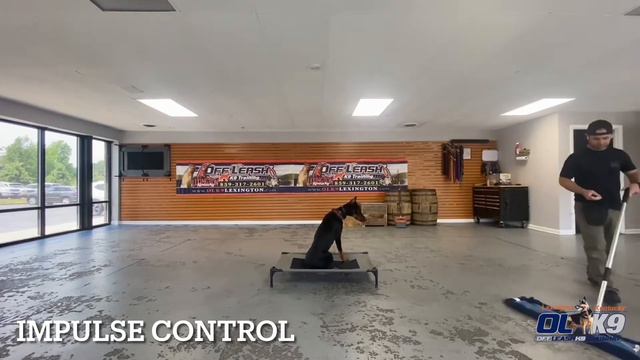 “Dexter” the 7mo Doberman 2 week board and train! смотреть онлайн