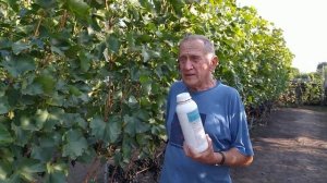 Применение Квантум аминофрост от заморозков на винограднике